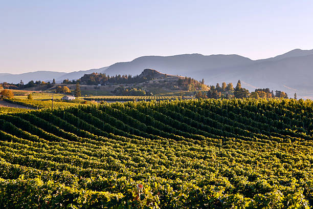 istock Penticton Naramata Okanagan Valley Vineyard 498581798