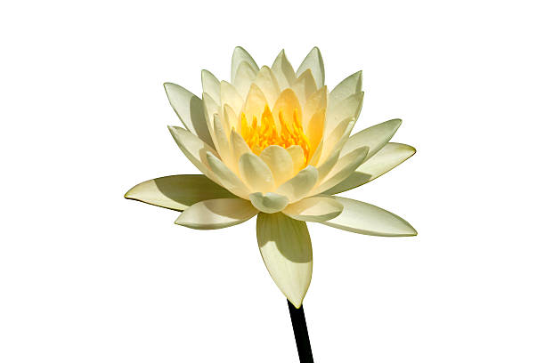 istock Beautiful waterlily Hybrid flower. 498582806