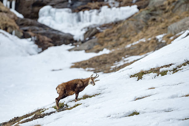istock chamois deer on snow portrait 498583186