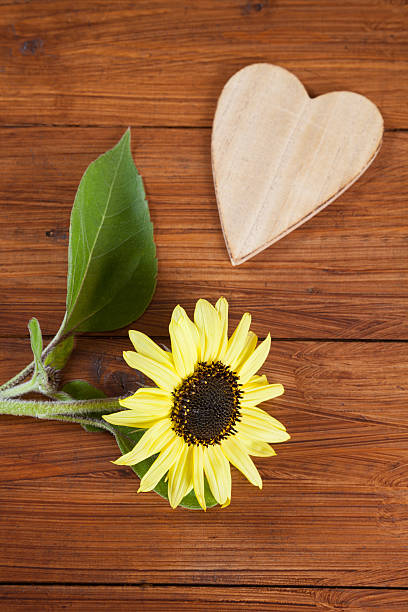 istock sunflower and wooden heart 498583192