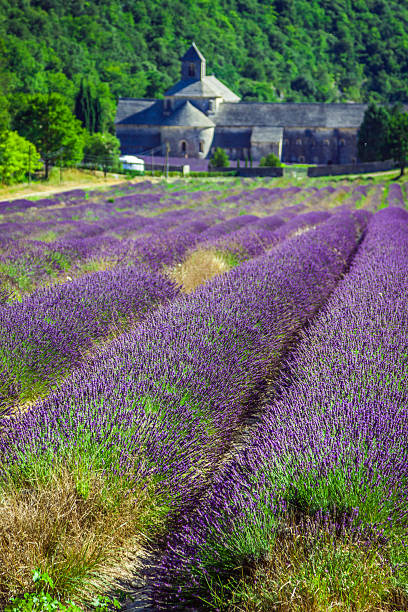 istock Lavender in front of the abbaye de Senanque in Provence 498583387