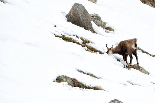 istock chamois deer on snow portrait 498583394