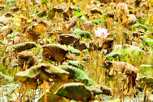 istock Botanical Garden, Taipei Taiwan 498583521