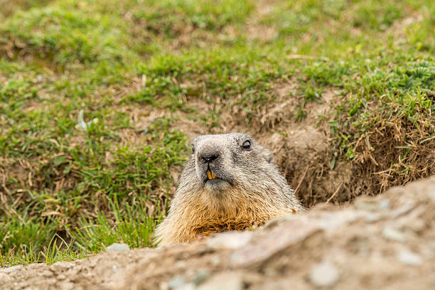 istock ground hog marmot day portrait 498583594
