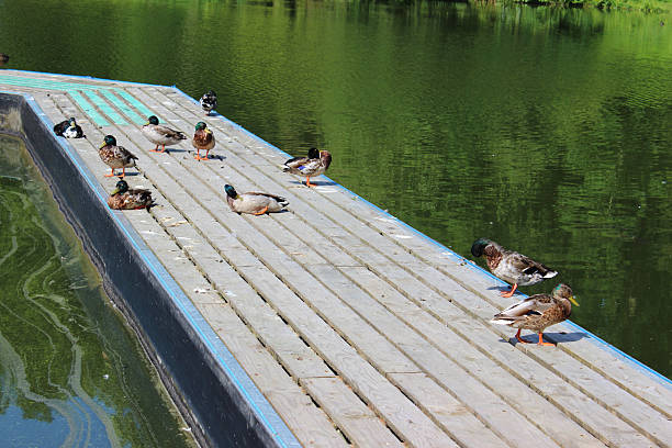 istock Image of lazy Mallard ducks sleeping on wooden decking jetty 498583647