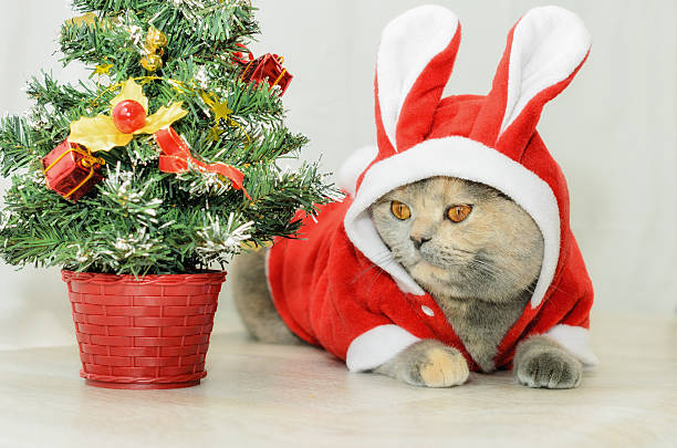 istock Christmas cat dressing up in red rabbit costume 498585270