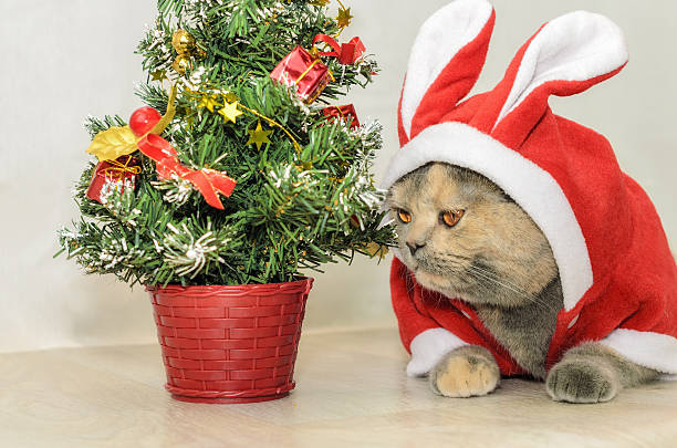 istock Christmas cat dressing up in red rabbit costume 498585304