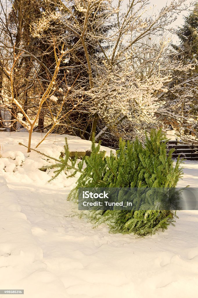 Árbol de Navidad en la nieve  - Foto de stock de Basura libre de derechos