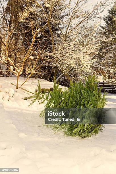 Árbol De Navidad En La Nieve Foto de stock y más banco de imágenes de Basura - Basura, Árbol de navidad, 2015