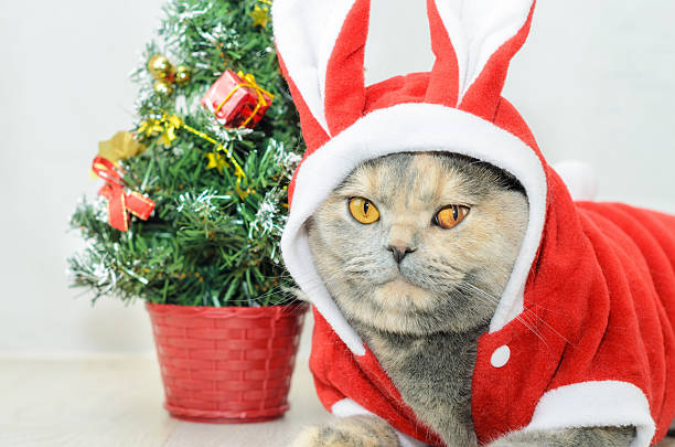 istock Christmas cat dressing up in red rabbit costume 498585364