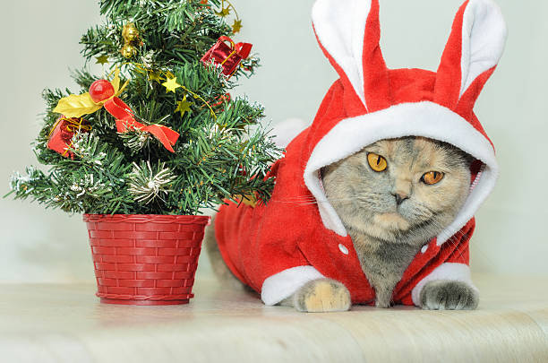 istock Christmas cat dressing up in red rabbit costume 498585460