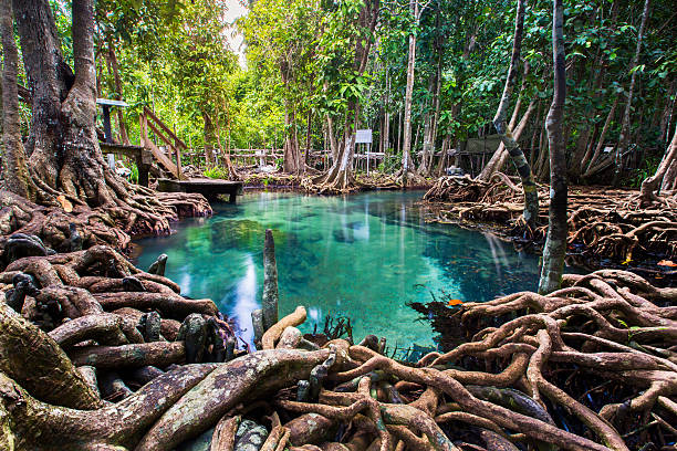 Tha pom mangrove forest, Krabi,Thailand Wooden bridge to the jungle, Tha pom mangrove forest, Krabi,Thailand krabi province stock pictures, royalty-free photos & images