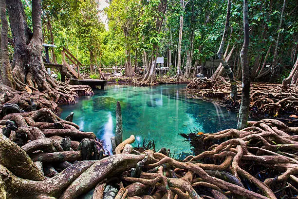 Wooden bridge to the jungle, Tha pom mangrove forest, Krabi,Thailand