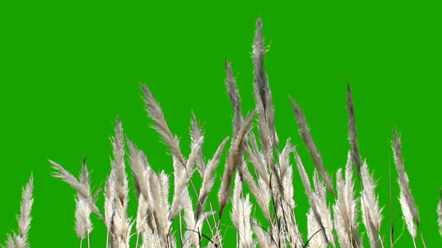 Feathery Plant - Green Screen