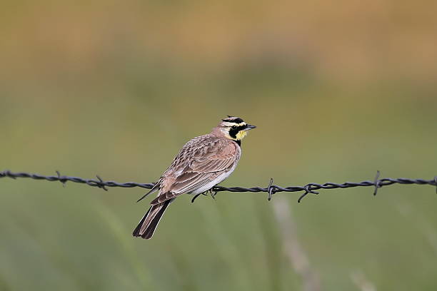 istock Horned Lark (Eremophila alpestris) on wire fence 498594979