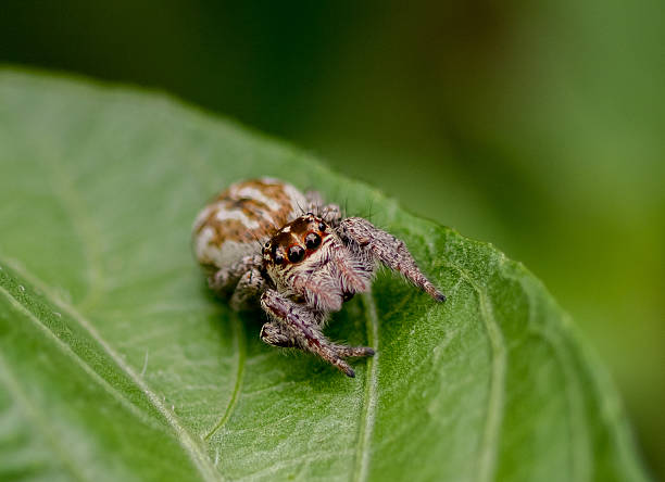 Spider stock photo