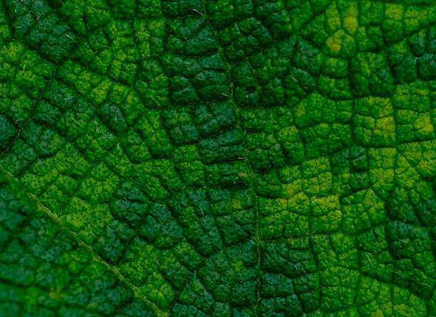 Texture of leaves. stock photo