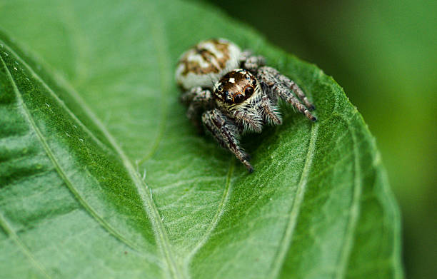 Spider stock photo