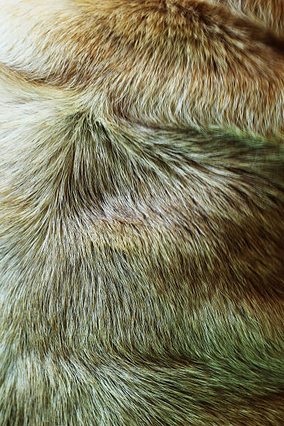 istock Pug dog - brown fur. 498596555