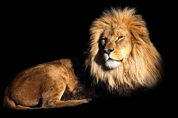istock The king of the jungle 498597377