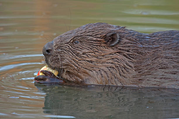 istock Close-up of beaver 498597975
