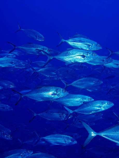 istock Shoal of trevally fish 498598067