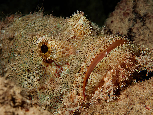 smallscale scorpionfish - posion zdjęcia i obrazy z banku zdjęć