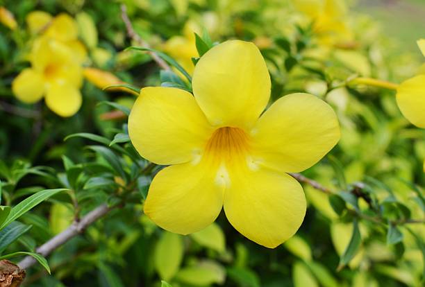 istock Allamanda, Golden Trumpet 498598763