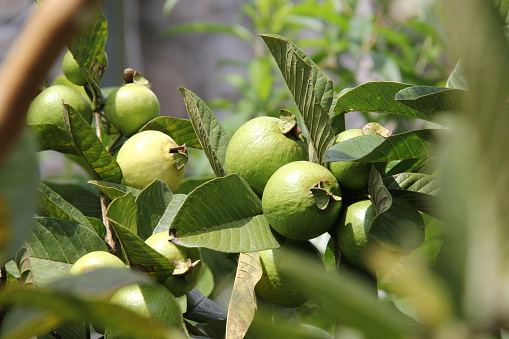 Bunch of Fresh ripe guava fruit on tree branch