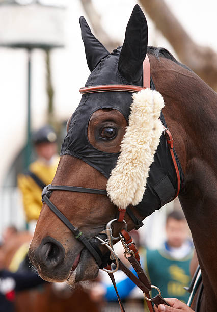 istock Race horse head ready to run 498598801