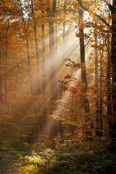 autumn sun beams stock photo