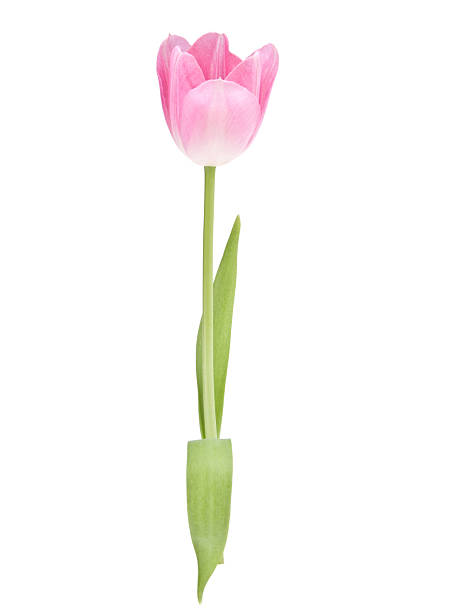 istock Pink tulip  flower 498598891