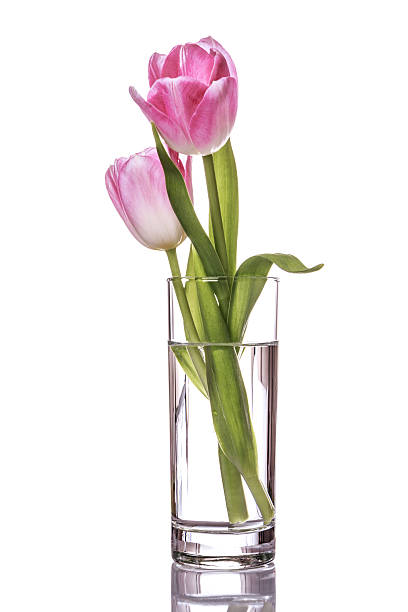 istock Pink tulips bouquet in vase isolated on white background 498598947