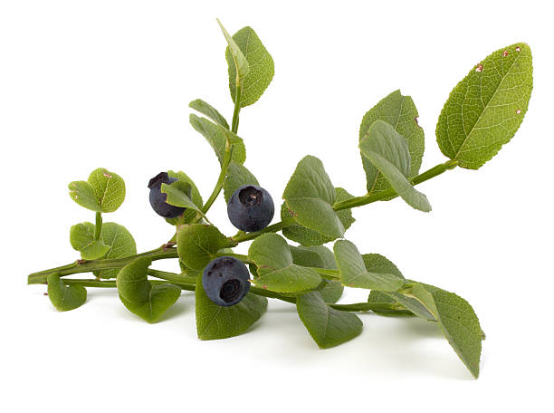 istock Blue bilberry or whortleberry 498599309