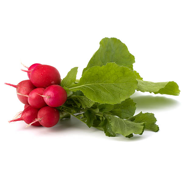 小さなガーデン大根 - radish isolated bunch vegetable ストックフォトと画像