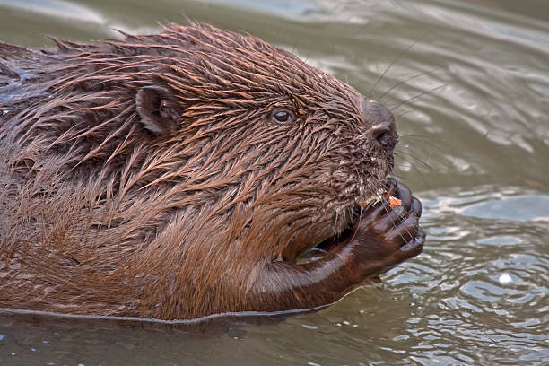 istock Close-up of eating beaver 498599721