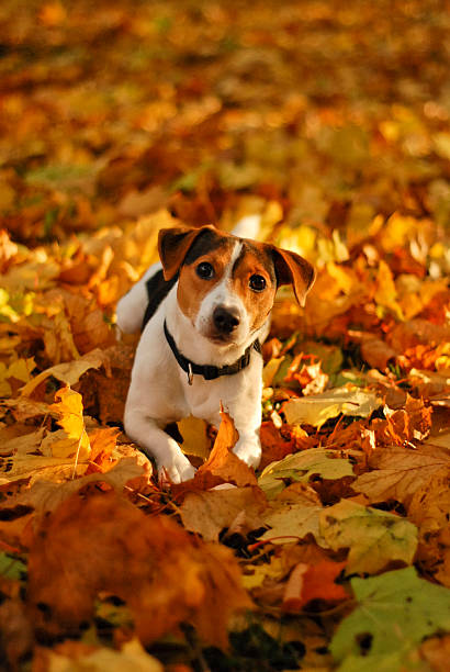 istock Puppy Jack Russell Terrier lying in autumn leaves 498599897