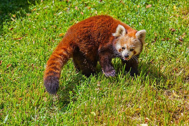 Red panda Red panda bear - animal background red panda small panda raccoon family stock pictures, royalty-free photos & images