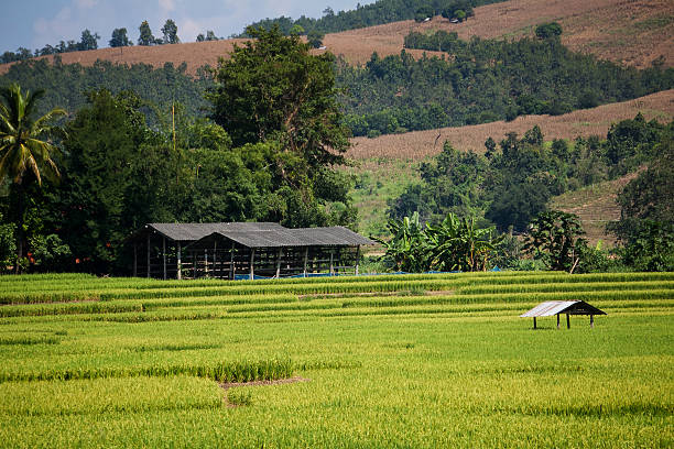 istock Golden rice harvest season approaches 498601055