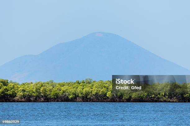 Mangroven In Honduras Stockfoto und mehr Bilder von Alge - Alge, Anhöhe, Baum