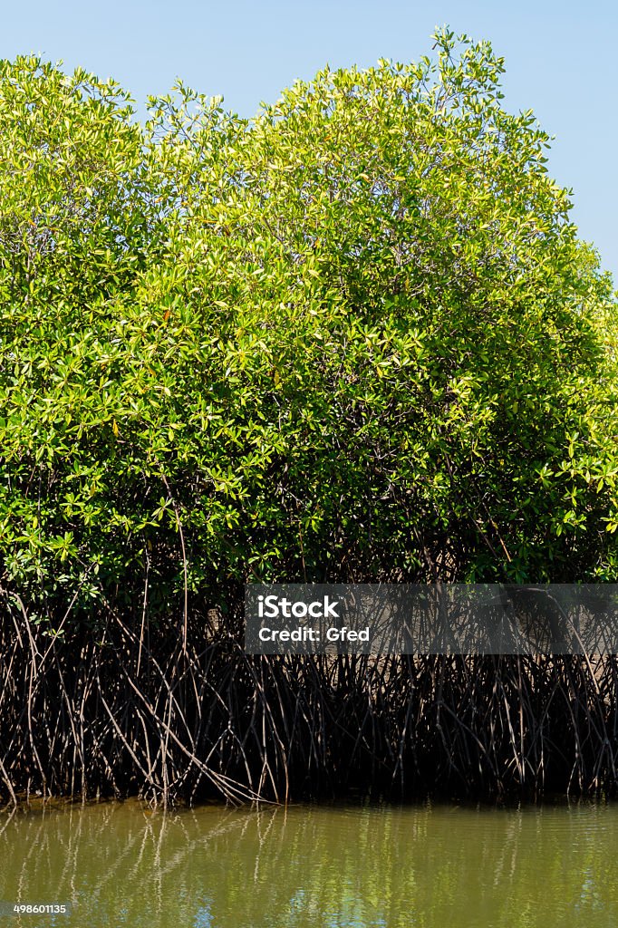 Mangroven in Honduras - Lizenzfrei Alge Stock-Foto