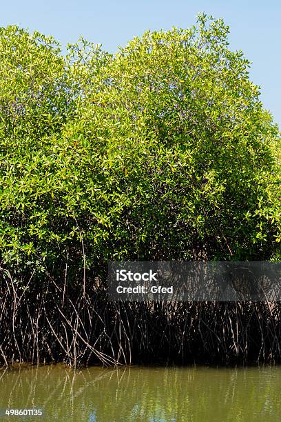 Mangroves Nas Honduras - Fotografias de stock e mais imagens de Alga - Alga, América Central, Azul