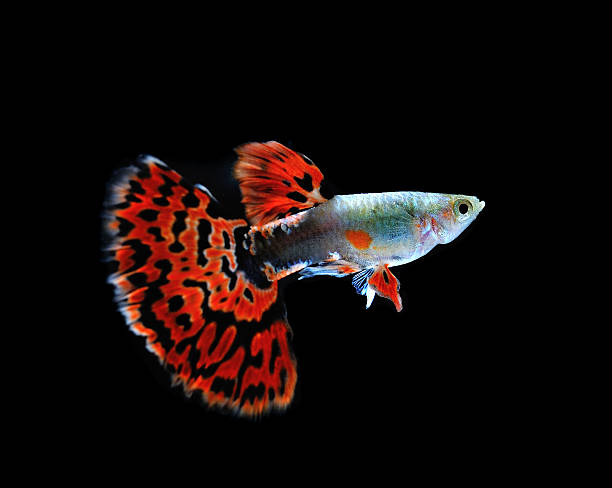 istock guppy  fish swimming isolated on black 498601447
