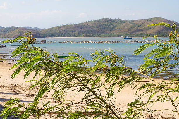 istock Deserted coast line of Indonesia 498601679