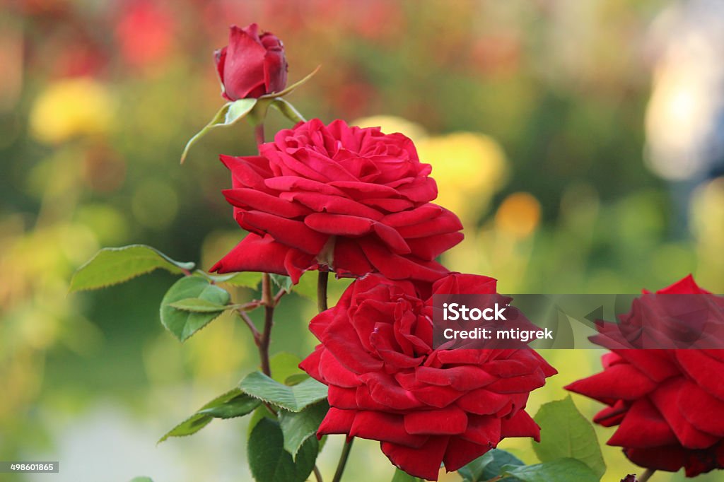 Rosa Mr Lincoln Rose Stock Photo - Download Image Now - Rose - Flower,  Beauty In Nature, Blossom - iStock