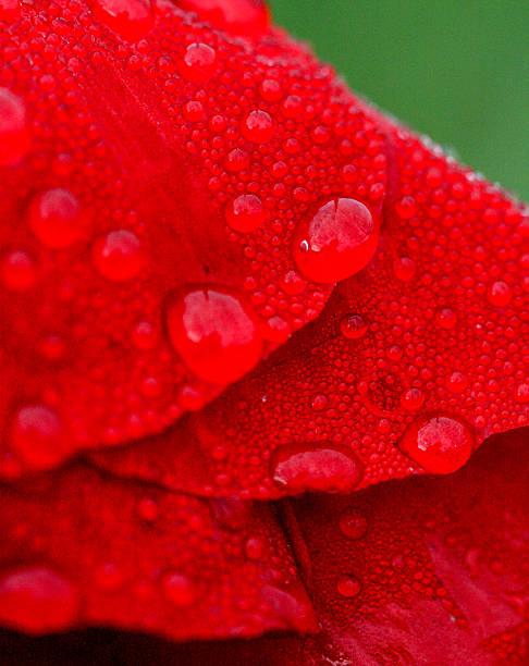 istock flower  with waterdrops, close up , macro 498603712