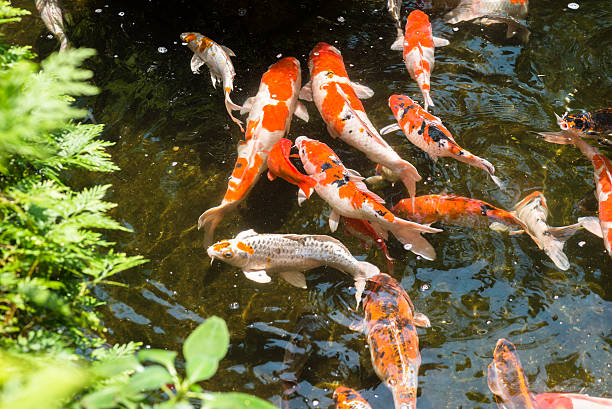 istock Koi fishes in a pond 498604588