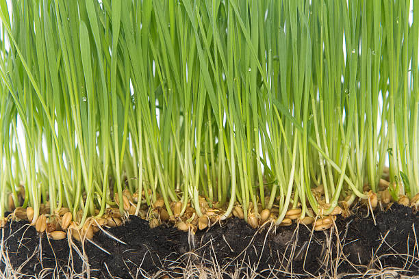 istock Young seedlings of green wheat sprouts 498605400