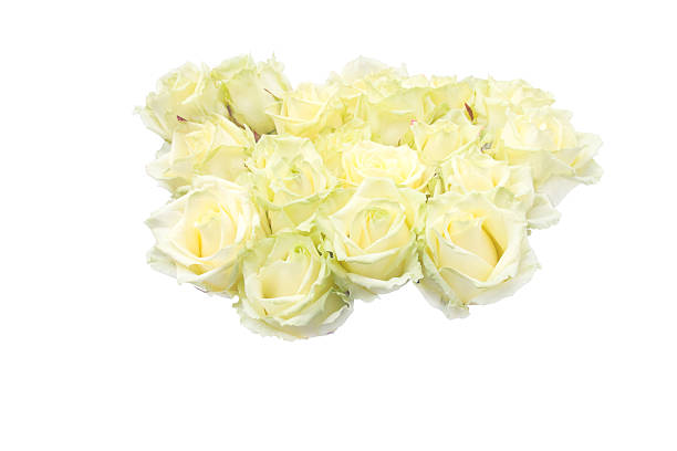 Bunch of white roses The picture shows the original bouquet of white roses with a slight greenish tinge. Bouquet isolated on white background. dozen roses stock pictures, royalty-free photos & images