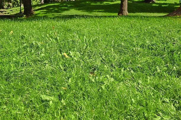 istock Public Park Fresh Lawn With Morning Sun Light In Perspective 498605650